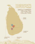 linia herbat sypkich - Dilmah Watte - Single Garden Ceylon Black Tea - Czarna herbata cejlońska w eleganckiej puszce - puszka 125g - 7
