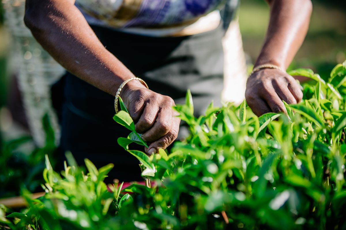 Zbieraczka zbierająca ręcznie liście Camellia sinensis do produkcji herbaty.