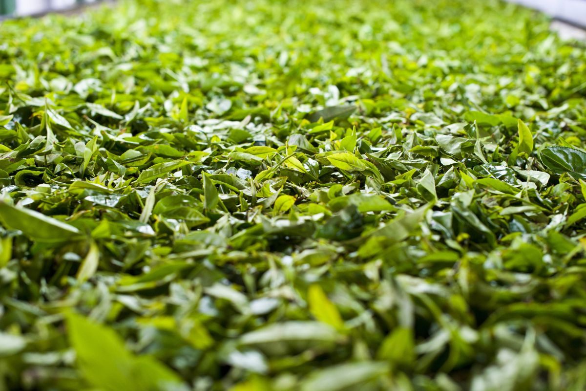 Liście herbaciane podczas procesu suszenia. Produkcja herbaty Dilmah.