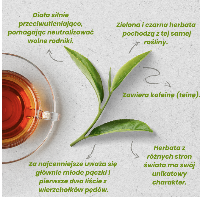 Infografika przedstawiająca listek herbaty i opisująca najciekawsze informacje na jego temat.