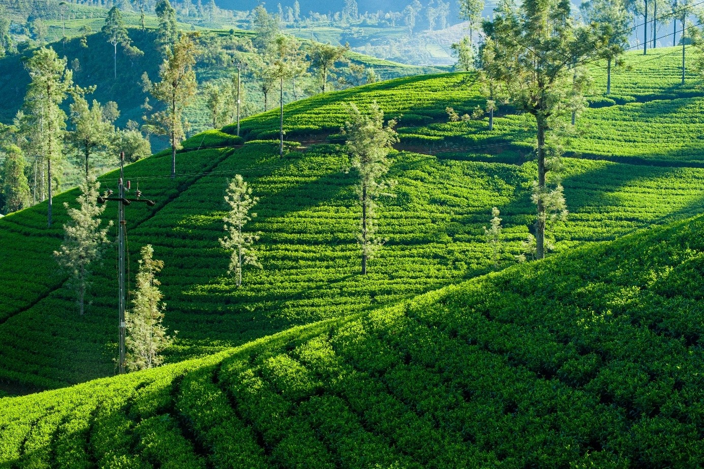 Malownicza sceneria plantacji herbaty Dilmah w Sri Lance.