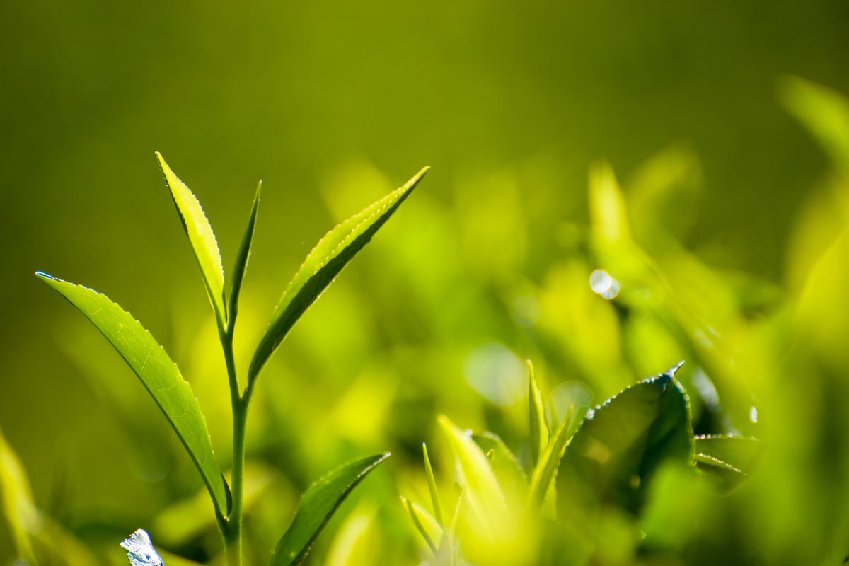Listki herbaty Camellia sinensis rosnące w słońcu.